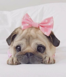 Pug place for everyone