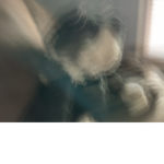 CAT JR