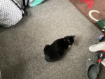 Toe bean appreciation club