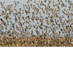 Bird US army