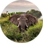 Elephant 4