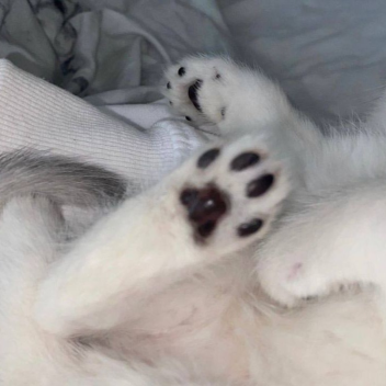 ヾ(•ω•`)o