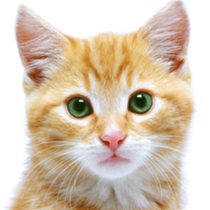 Cat Roblox decal