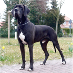 Great Dane Fan Club