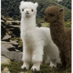 Baby Alpacas
