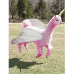 Llama Shiippi frans