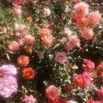 .•Flower•.