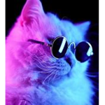 -TheCatTeam-
