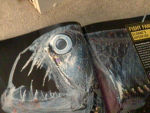 The Viperfish