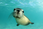 SEALSSSS