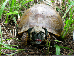 turtle hangout