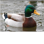 A duck group with games