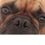 Can I has burger o’ cheese plz?