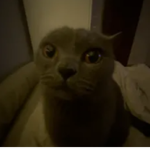 BK x SHEPHERD