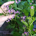 Bittersweet Nightshade