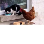 chikin studio