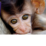 Crackle monkey