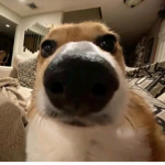 Doog cult