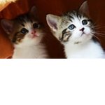 Kittys for eva