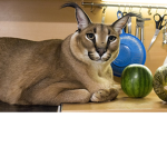 !!!Cat Empire!!!