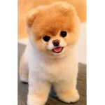 *animal love*
