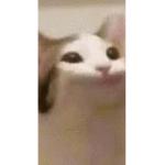 pop cat's group
