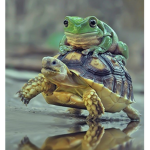 FROG croaks