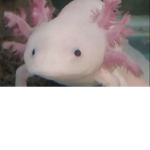Family of ambystoma mexicanum