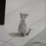 હાય