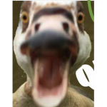 Sussy duck club
