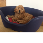 Tedds