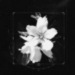 BLACK_SENSEI