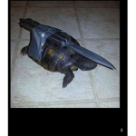 Turtle with knife