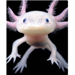 The axolotl and salamander cult