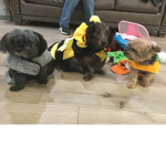DOG SQUAD IS THE BEST LOL LOL LOL