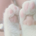 CatPaw Studio