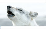 wolf boys forever