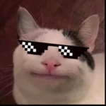 猫カンパニー