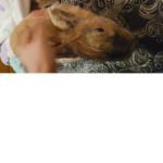 I love bunnies(twixy)