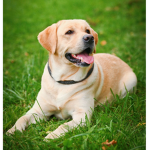 Aesthetic retrievers!