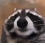 Λᴘᴏʟʟᴏ ѕᴛᴜᴅɪᴏѕ