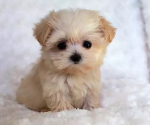 [~ pups ~]