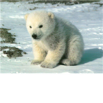 POLAR BEAR GROUP