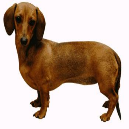 Wiener Dog Roblox decal