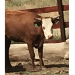crazy eyed cows