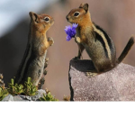 Lil Animals :)