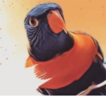 -preppy lorikeet's-