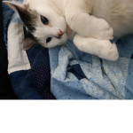 Cat squad cat