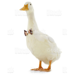 Duck Gang (real official)