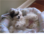 Shih Tzu lovers